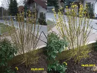 forsythie 14032011.webp