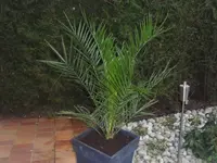 009.webp