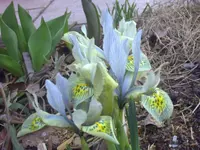 PICT0433.webp
