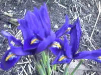 PICT0432.webp