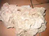 155_5515.webp
