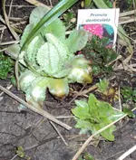 DSC00978 - 2011-03-14 - kugelprimeln.webp