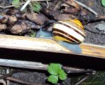 DSC00980 - 2011-03-14 - bänderschnecke.JPG