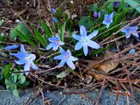 003Blüten.webp