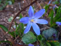 004Blüten.webp
