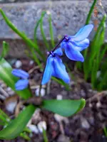 007Blüten.webp