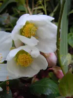 018Blüten.webp