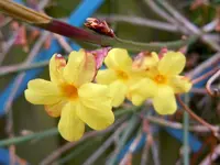 023Blüten.webp