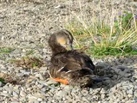 IMG_1397v.webp