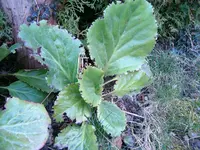 HPIM9900.webp
