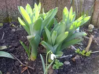 Frühling 003.webp