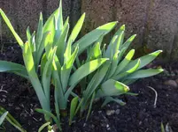 Frühling 004.webp