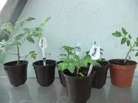 DSCF2494.webp