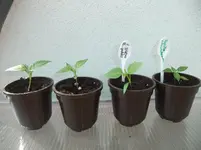 DSCF2495.webp