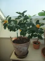 DSCF2499.webp