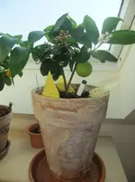 DSCF2500.webp