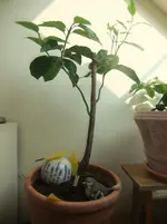 DSCF2497.webp
