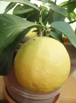 DSCF2505.webp