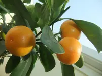 DSCF2506.webp