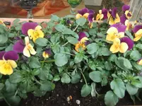 DSCF2491.webp