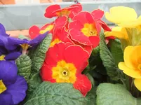DSCF2489.webp