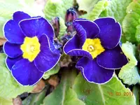 011Primel.webp