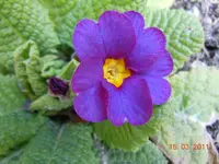 012Primel.webp