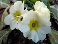 013Primel.webp