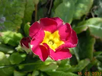 014Primel.webp