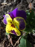 016Blüten.webp