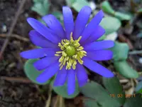 017Blüten.webp