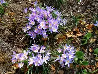 001Krokus.webp