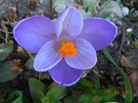 002Krokus.webp
