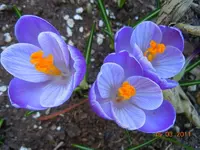 003Krokus.webp