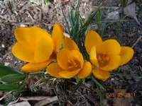 004Krokus.webp