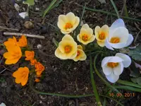 005Krokus.webp