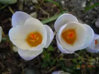 006Krokus.webp