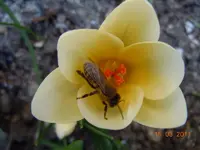 037Getier.webp