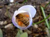 036Getier.webp