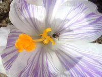 033Getier.webp