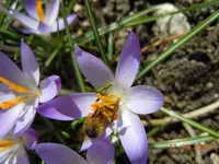 042Getier.webp