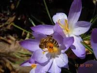 043Getier.webp