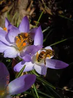 044Getier.webp