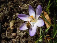 045Getier.webp