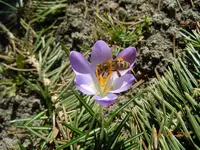 046Getier.webp