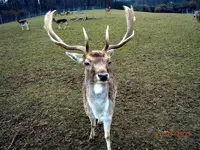 063.webp