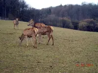 070.webp