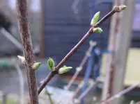 Bauernjasmin.webp