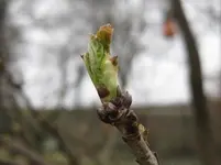 Johannisbeere.webp