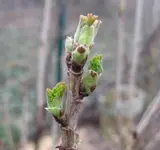 Johannisbeere (2).webp